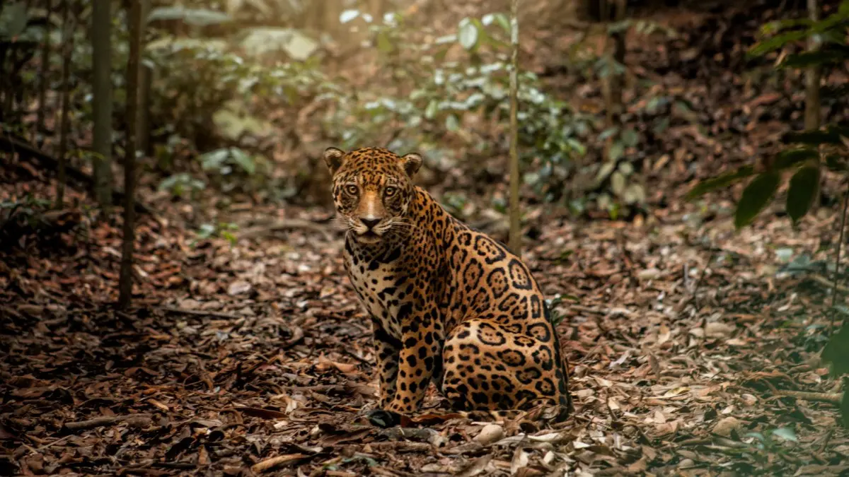 blog 29 de noviembre: día internacional de la conservación del Jaguar